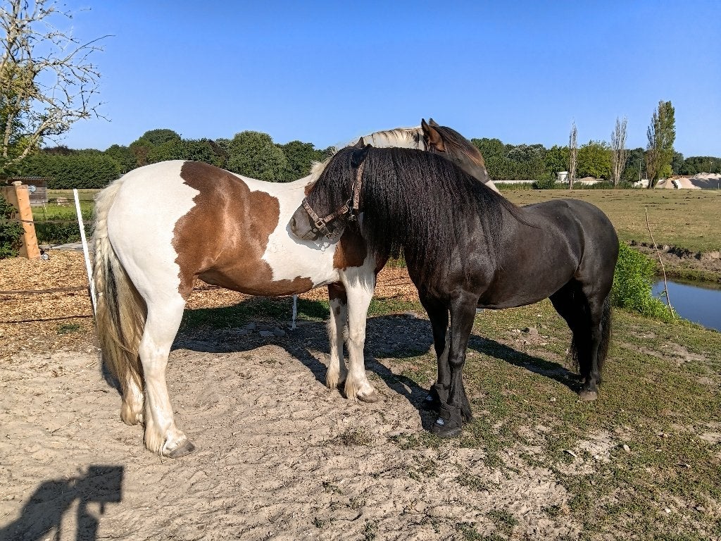 Verzorgster voor d en e pony gezocht, Ophalen of Verzenden