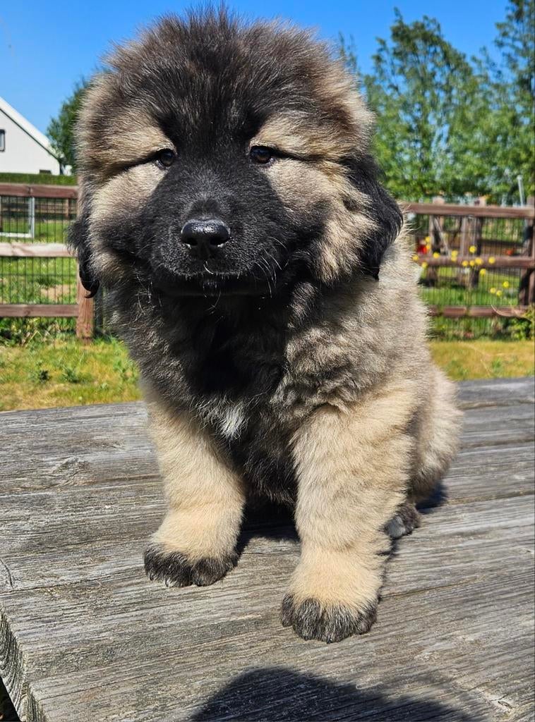 Schitterende KAUKASISCHE OWCHARKA / herder  pups, Parvo, Nederland, Overige rassen, 8 tot 15 weken
