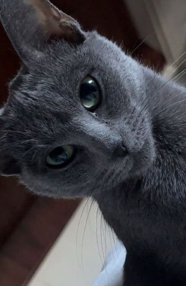 Blauwe rus kittens verwacht, Meerdere dieren, Met stamboom