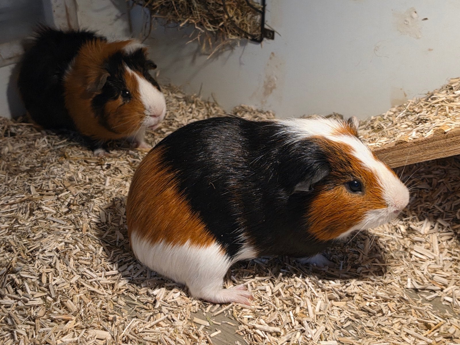 2 lieve cavia broertjes, Cavia, Mannelijk, December, Tam