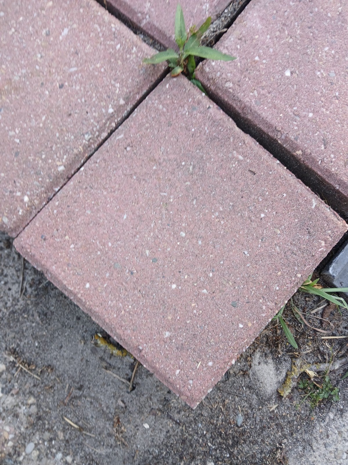 20x20 tegels rood gratis, Tuin en Terras, Ophalen of Verzenden