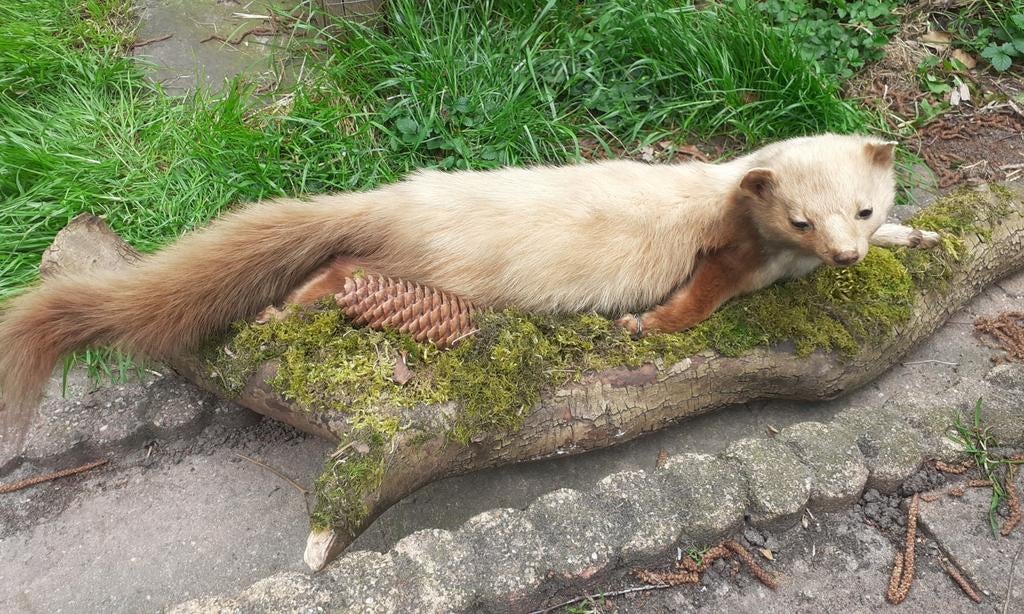 Bijzondere Taxidermie Steenmarter (Leucisme) – Uniek stuk, Ophalen of Verzenden, Zo goed als nieuw, Wild dier, Opgezet dier