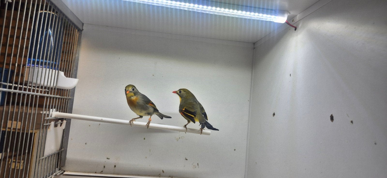 1-1 bewezen kweekkoppel japanse nachtegaal, Dieren en Toebehoren, Vogels | Overige Vogels, Meerdere dieren
