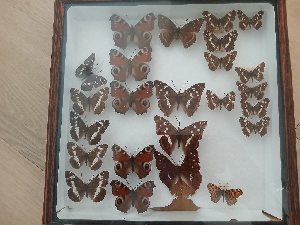 Vlinderverzameling in houten vitrine, Ophalen, Gebruikt, Insect, Overige typen