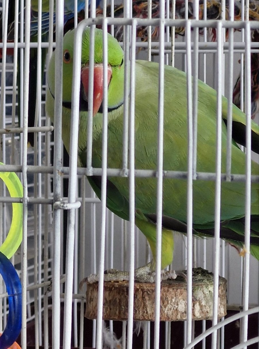 Ring parrot, Dieren en Toebehoren, Mannelijk, Parkiet
