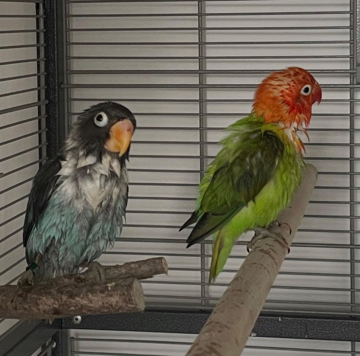 2 agepornis vogels, Meerdere dieren, Parkiet, Tam