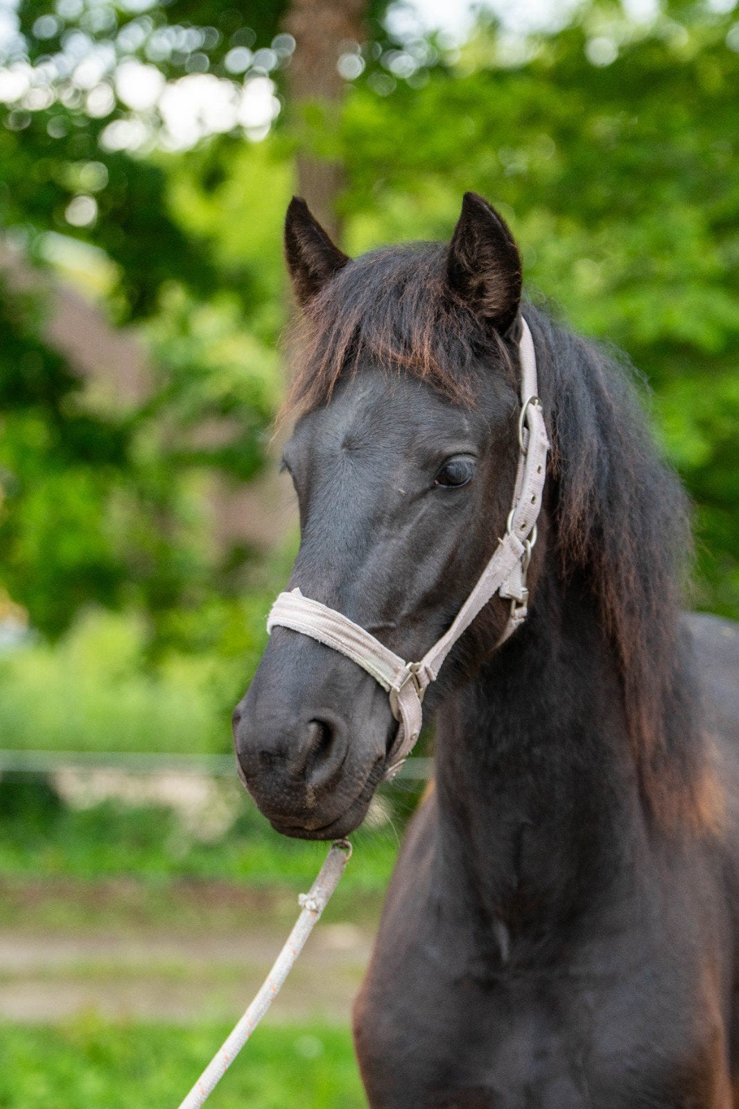 Fries jaarling merrie een plaatje, Merrie, Met stamboom, Dressuurpaard, 0 tot 2 jaar
