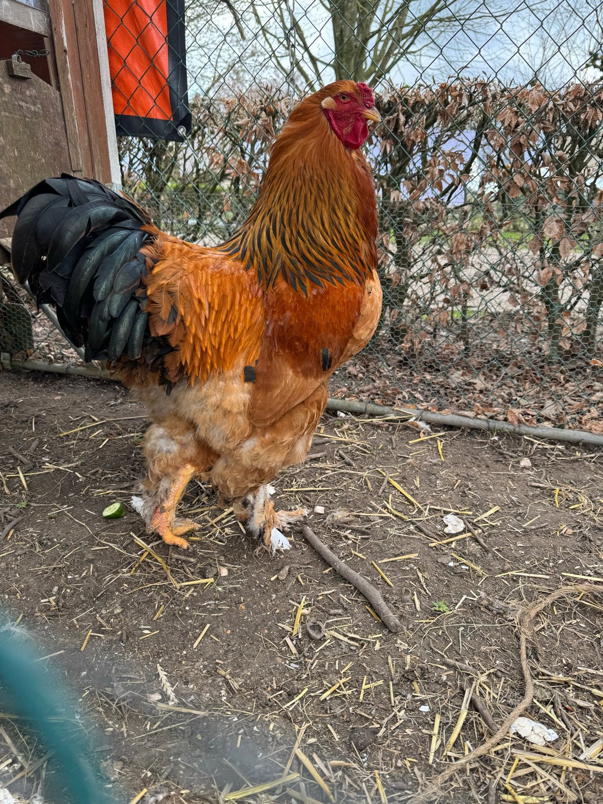 Brahm Buff columbia haan, Dieren en Toebehoren