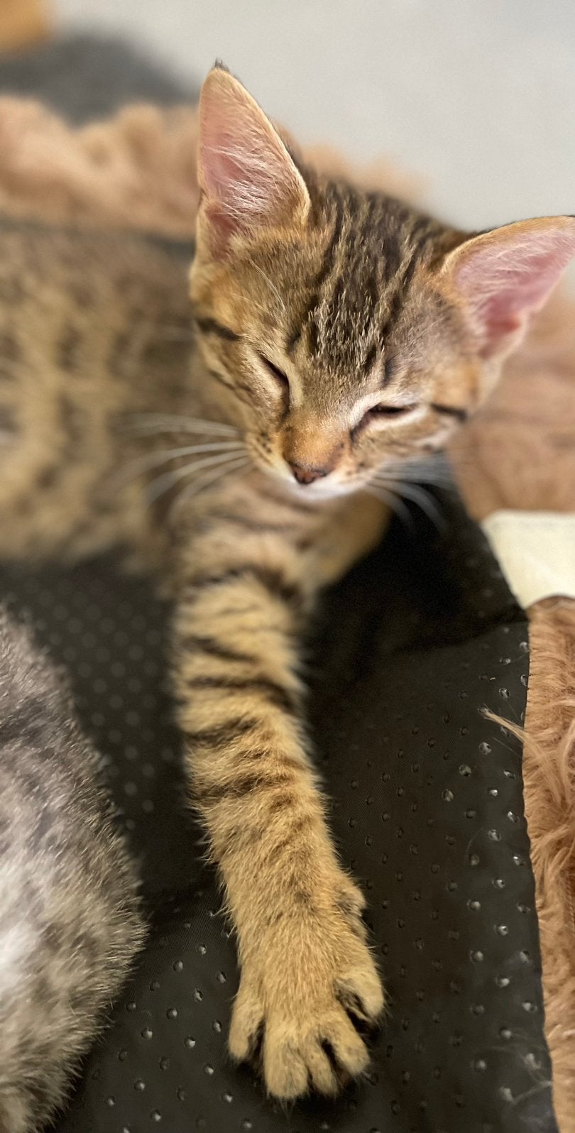 Nog 1 bruine kitten (poesje) Savannah/Bengaalse mix, Meerdere dieren, Kortharig, 0 tot 2 jaar