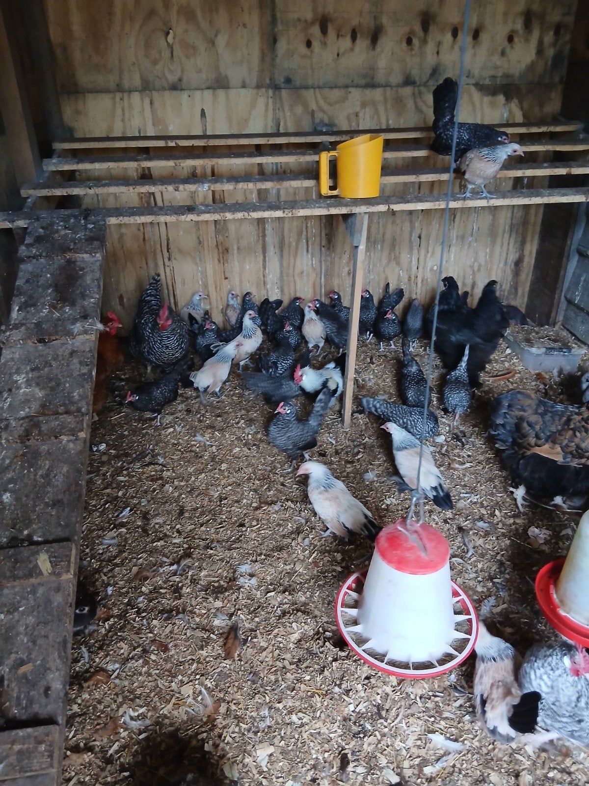 mooie Hol. Kriel , zalm en koekoeks, Dieren en Toebehoren, Meerdere dieren, Kip