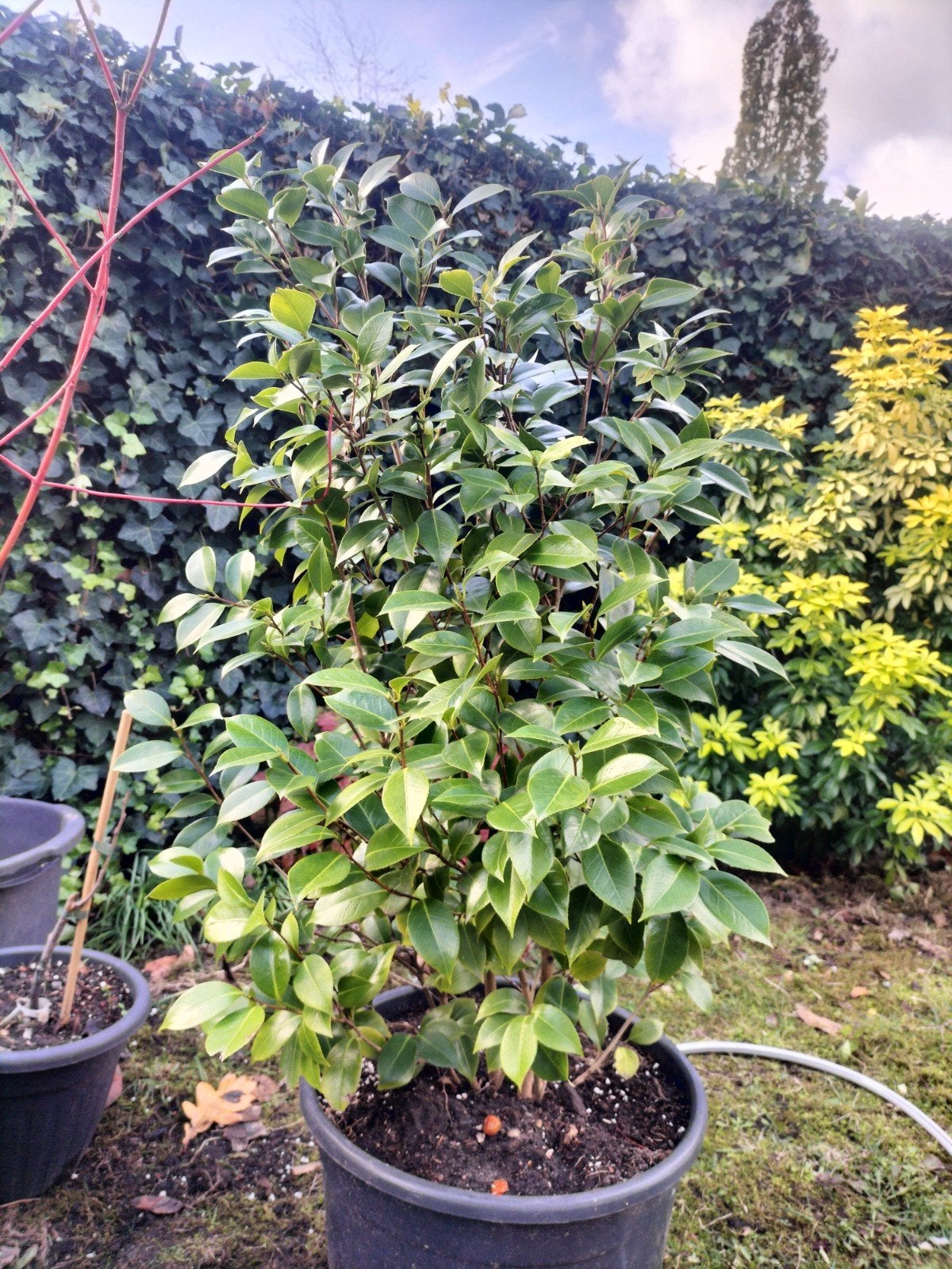 Mooie Camellia plant in pot roze bloemen, Vaste plant, Halfschaduw, Winter, Ophalen