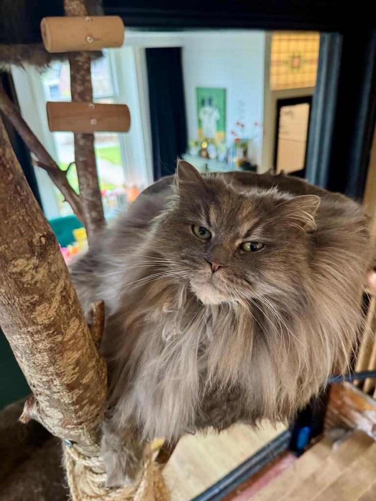 Twee lieve poezen: Main Coon en Ragdoll, Poes