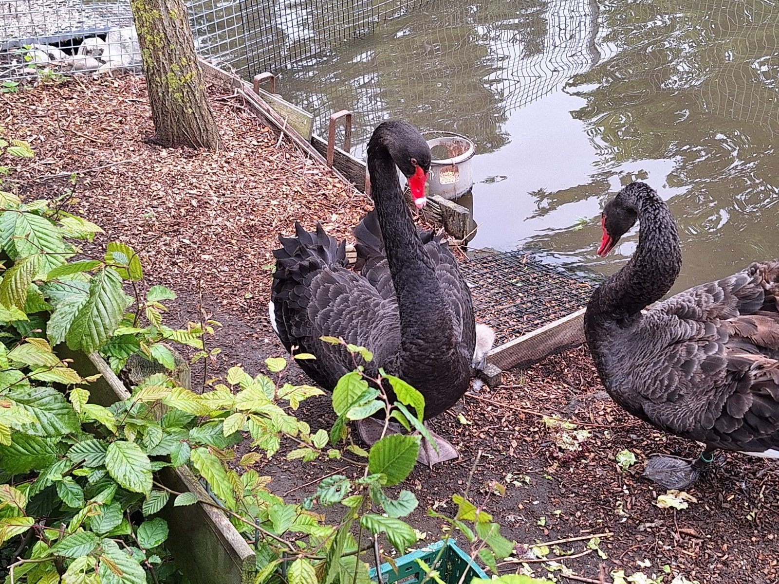 zwarte zwaan, Dieren en Toebehoren, Vrouwelijk, Gans of Zwaan