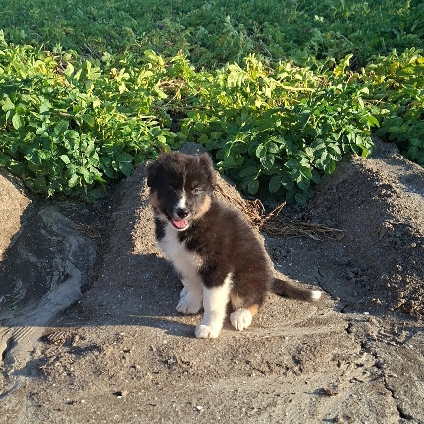 nog 1 prachtig reutje! Australian shepherd / bordercollie, 8 tot 15 weken, Meerdere, Meerdere dieren, Herder