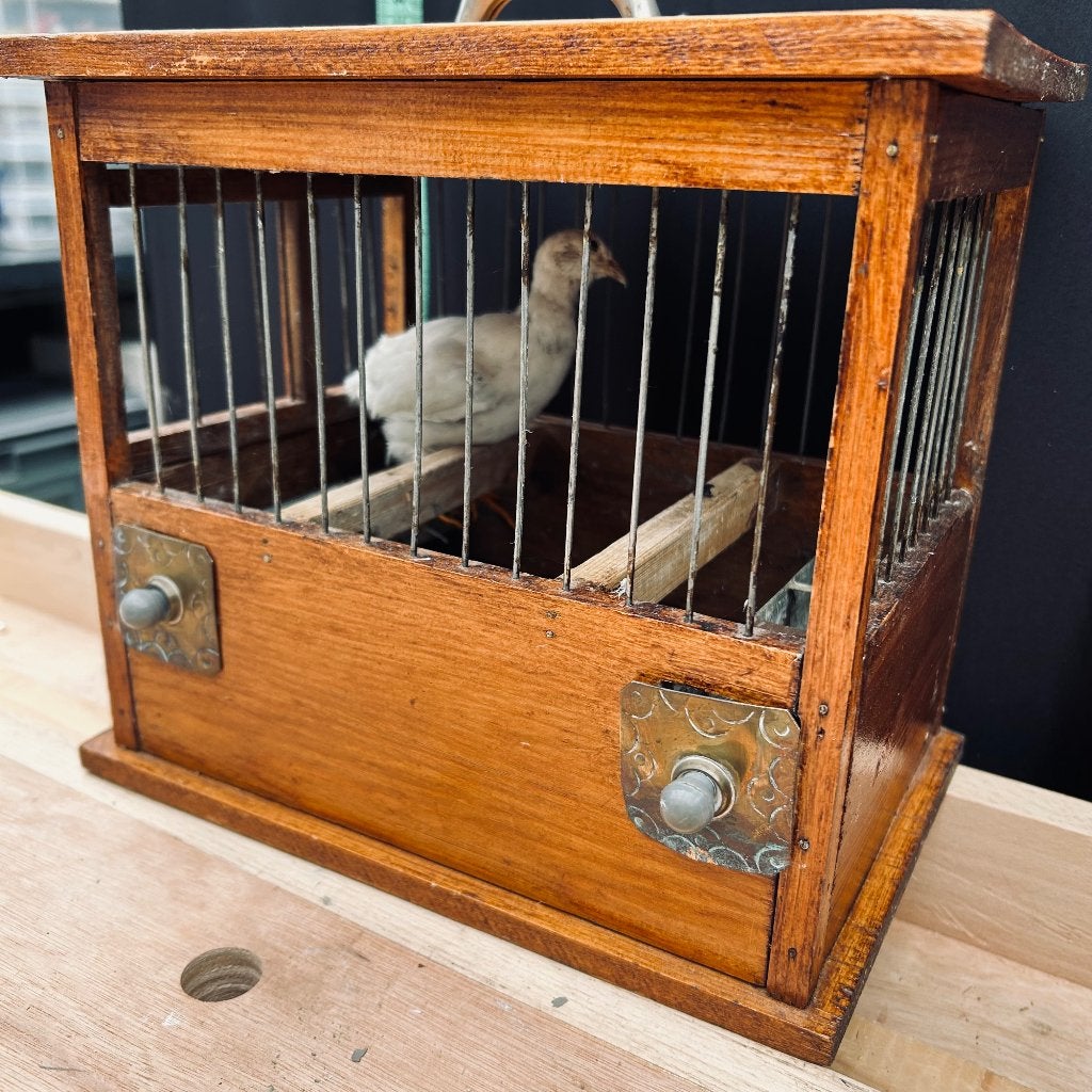 Antieke vogelkooi met oud antiek opgezet tortelduifje, Ophalen of Verzenden, Gebruikt, Vogel, Opgezet dier
