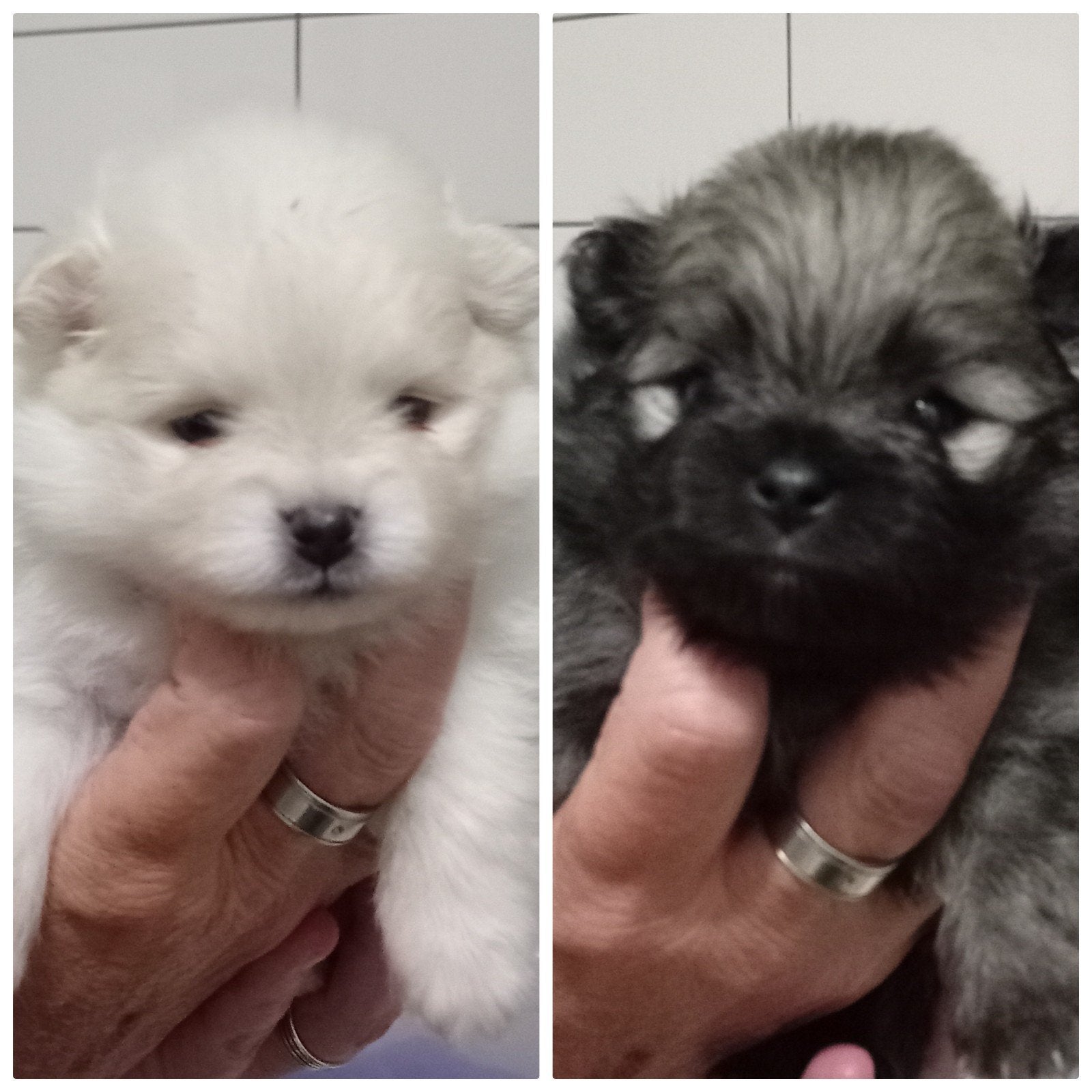 2 pomeranian teefjes, Dieren en Toebehoren, Parvo, 8 tot 15 weken, Teef, Meerdere