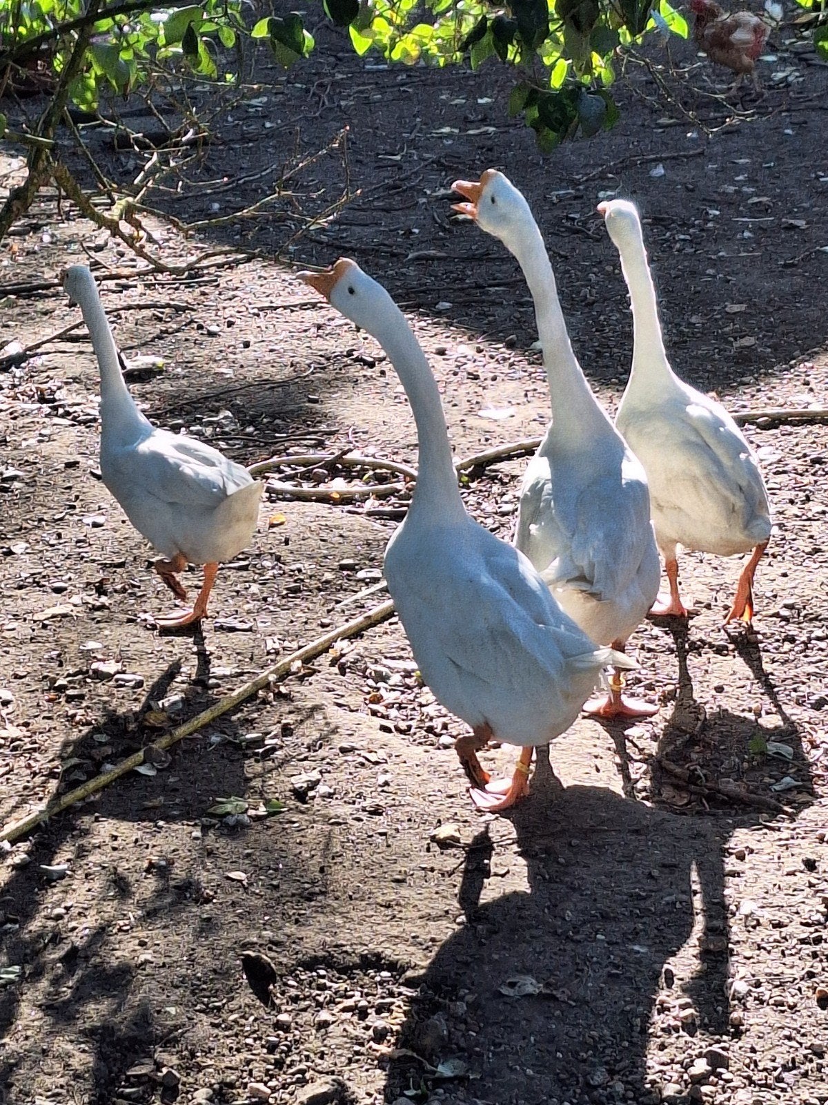 Witte Chineese knobbel ganzen., Dieren en Toebehoren, Meerdere dieren, Gans of Zwaan