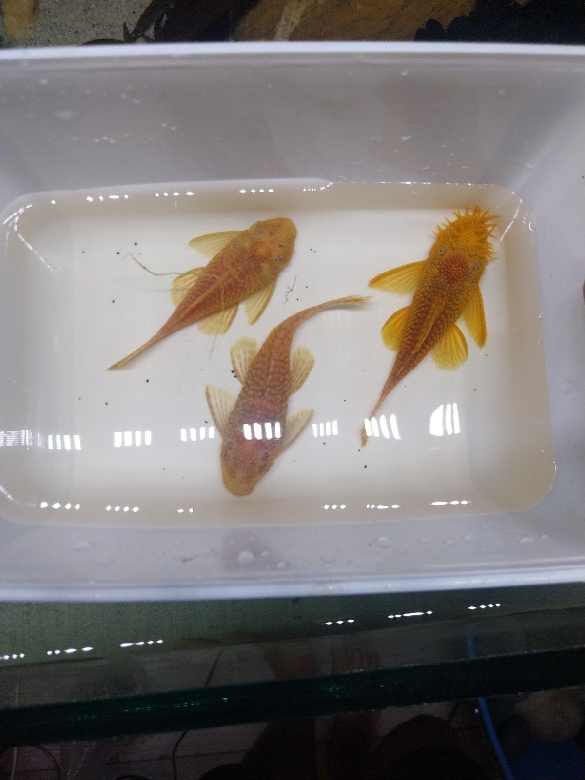 l144 albino kweek trio ancistrus, Dieren en Toebehoren, Vissen | Aquariumvissen