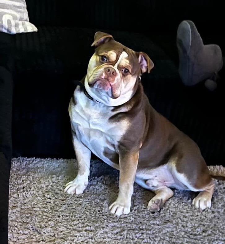 old Engels bulldog, Reu, CDV (hondenziekte), 1 tot 2 jaar, Bulldog