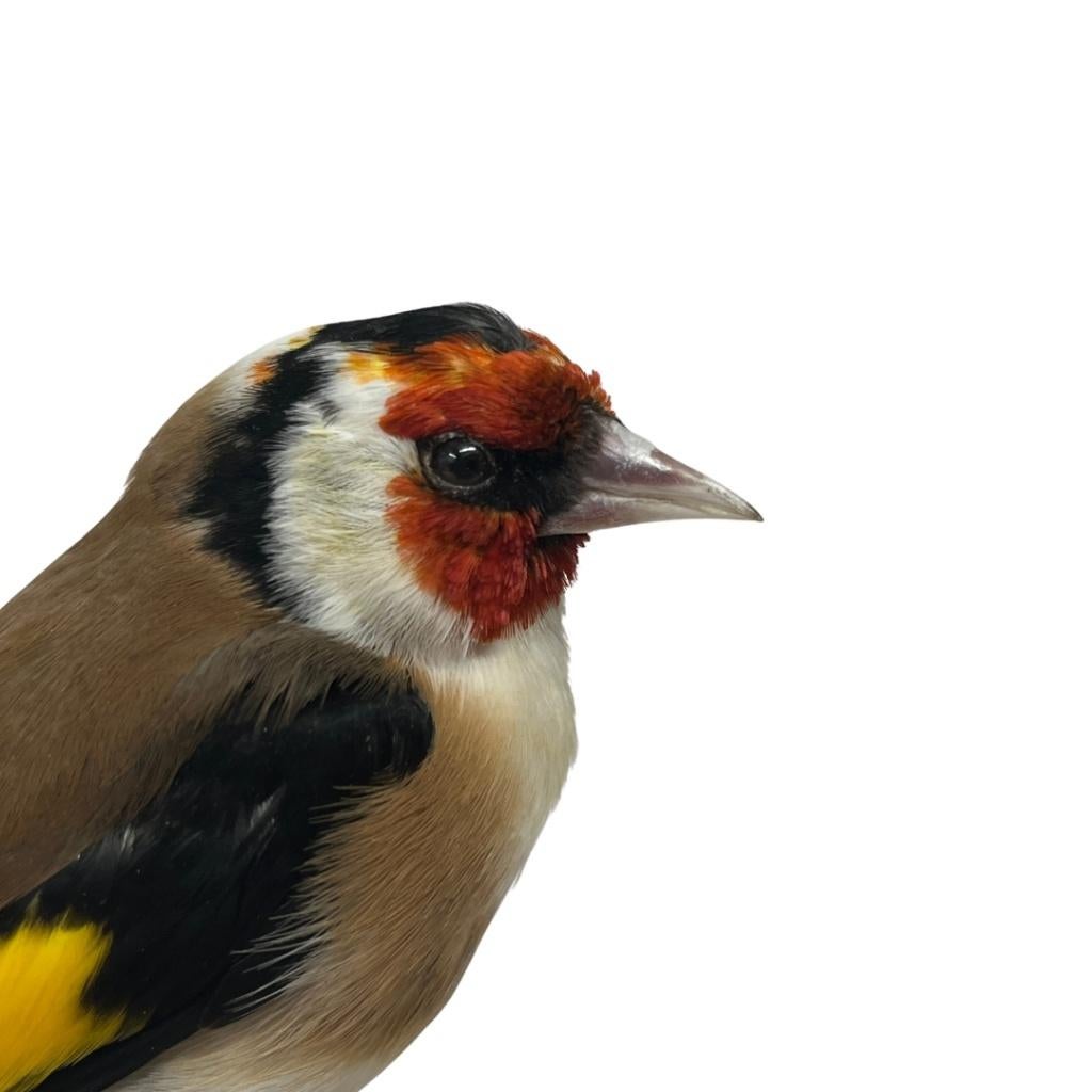 Prachtige opgezette putter te koop!, Verzamelen, Dierenverzamelingen, Ophalen of Verzenden, Nieuw, Vogel, Opgezet dier