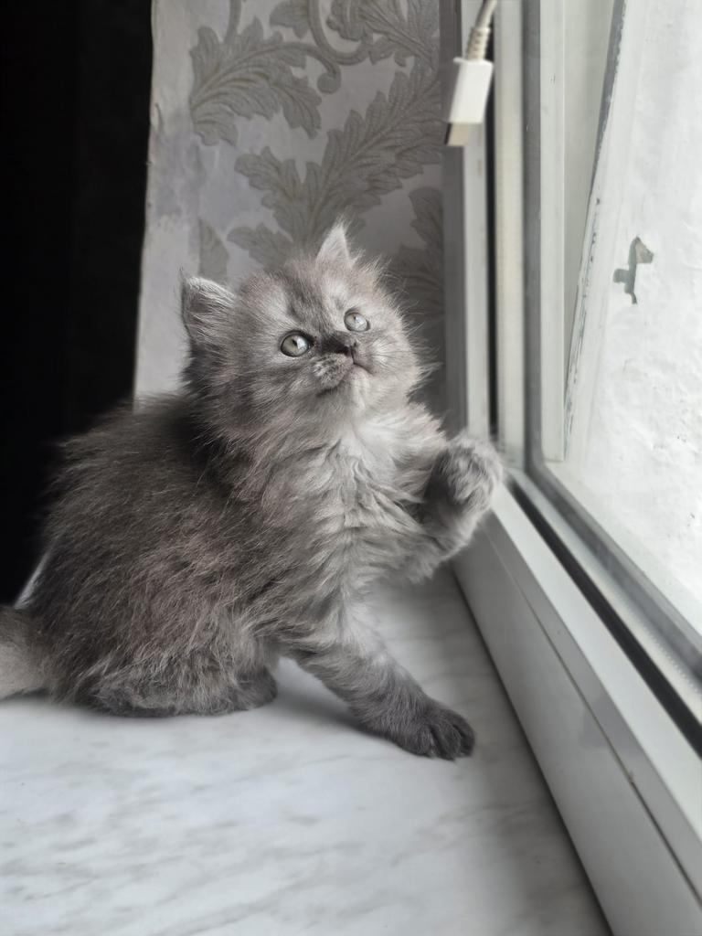 Kitten te koop ( SNEL), Dieren en Toebehoren, Poes, 0 tot 2 jaar