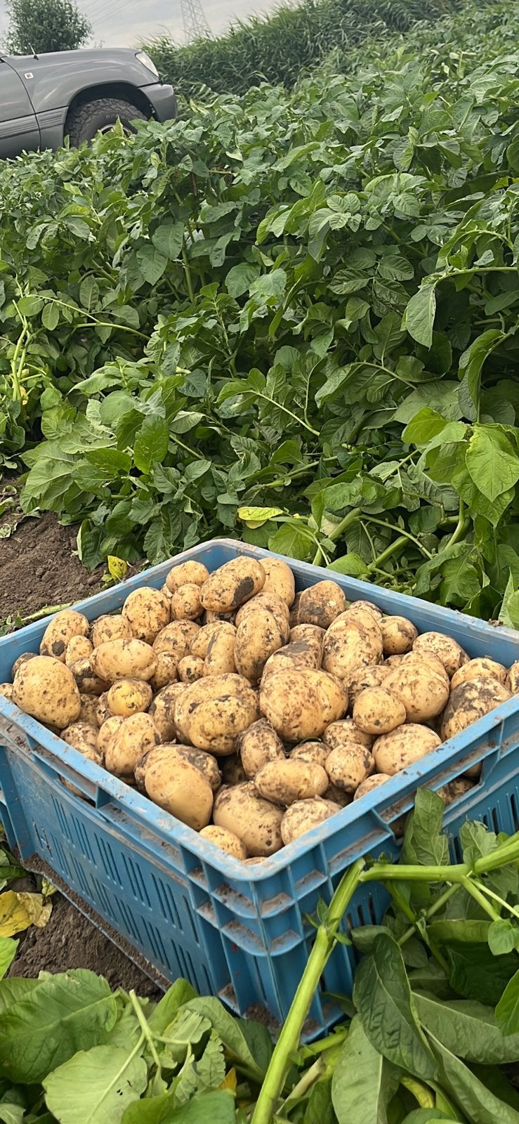 Frieslander aardappelen, Ophalen of Verzenden