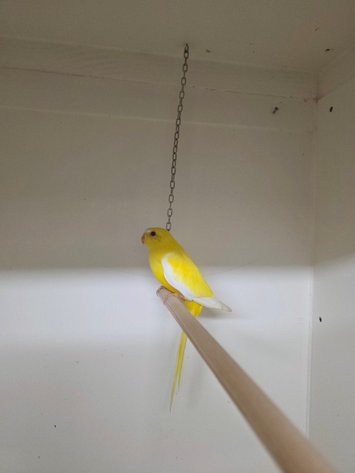 Lutino Elegant parkieten, Dieren en Toebehoren, Meerdere dieren