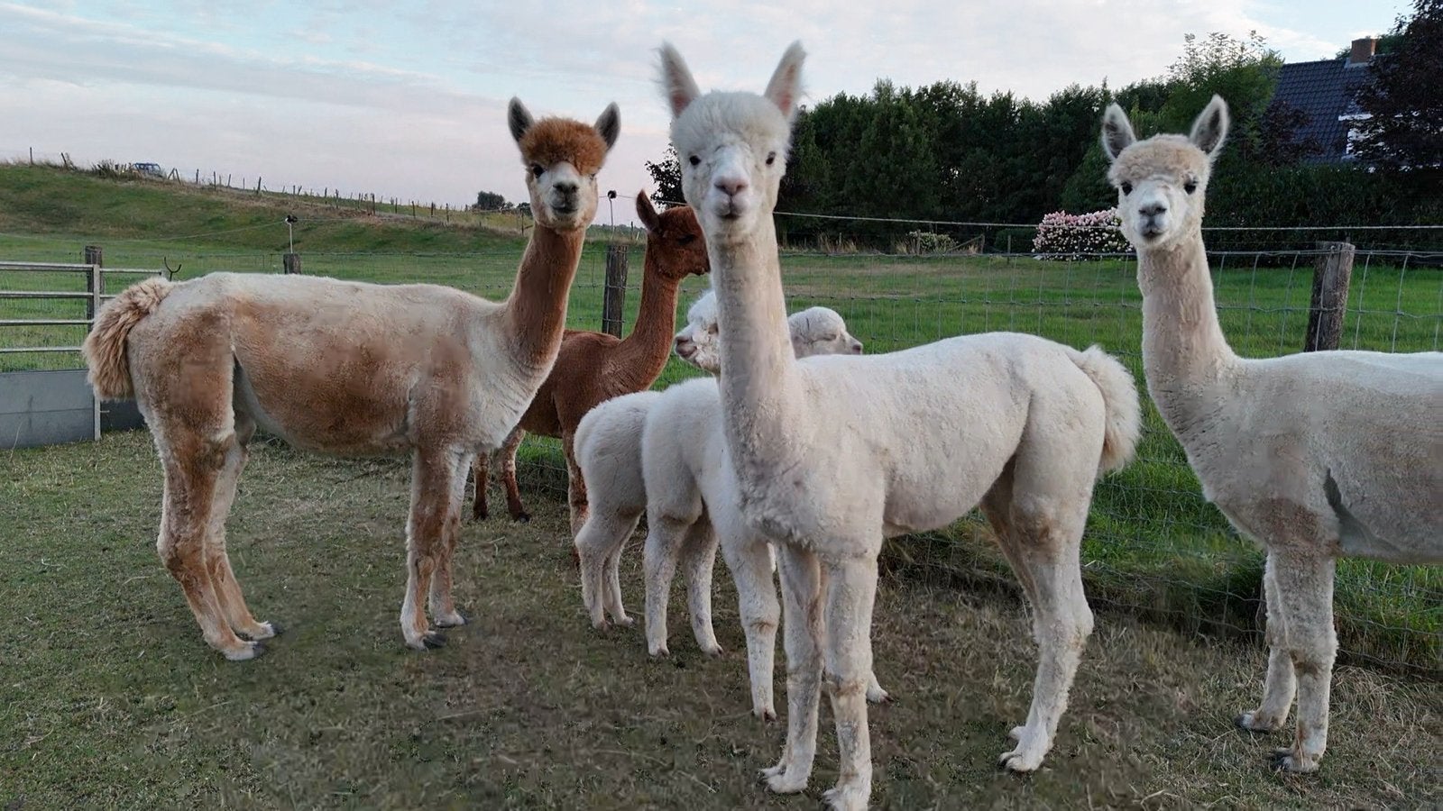 Alpaca merrie roos ( geboren 2025 18 juli ), Juli, Vrouwelijk
