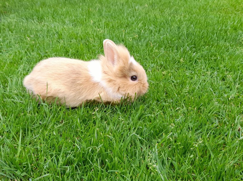2 jonge fluffy dwergkonijntjes, Mannelijk, Dwerg, 0 tot 2 jaar