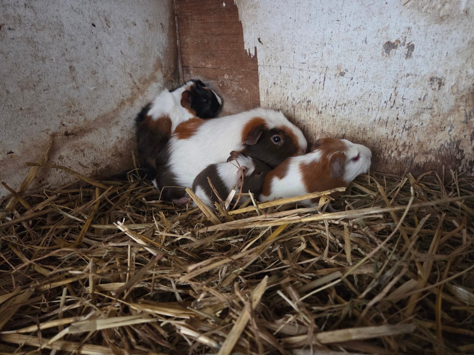 Jonge cavia s driekleur, Mei, Meerdere dieren, Cavia