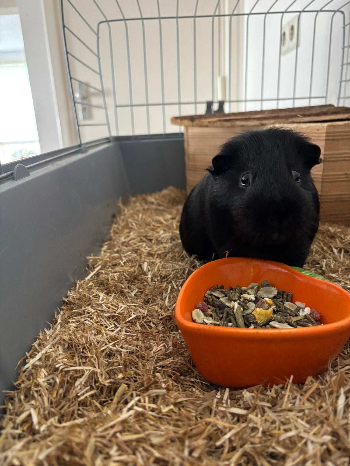 Tamme zwarte cavia!, Cavia, Augustus, Mannelijk, Tam
