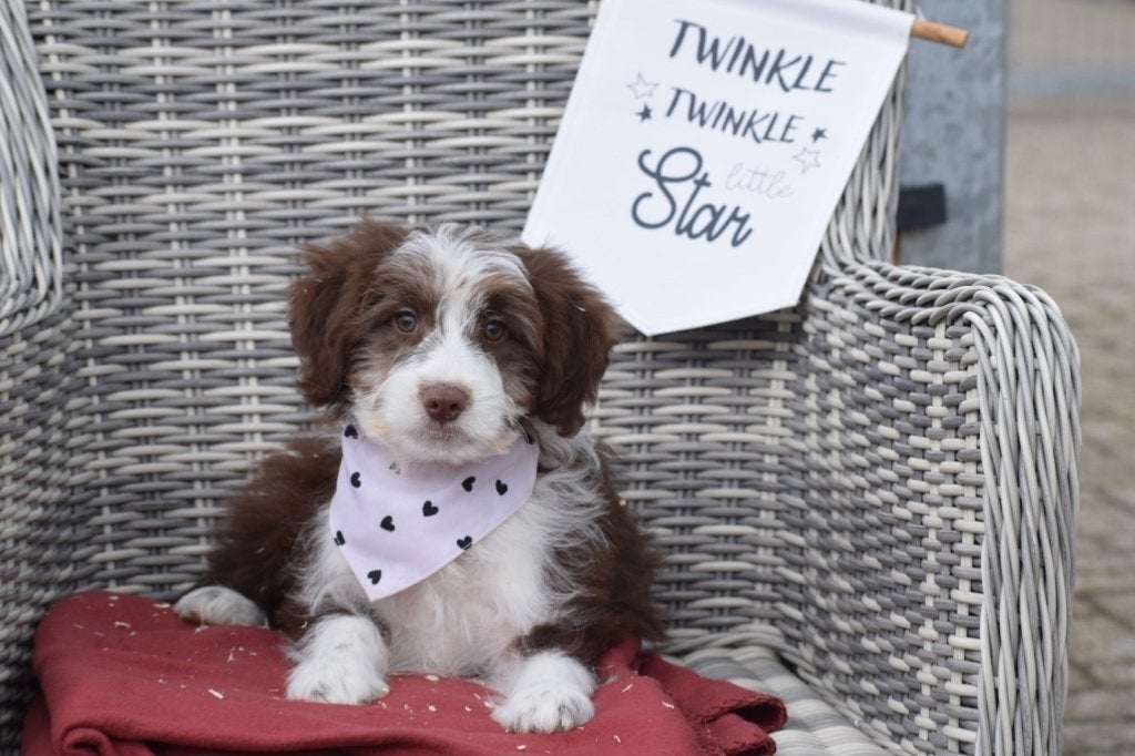 Aussidoodle pups, België, 8 tot 15 weken, Meerdere, Meerdere dieren
