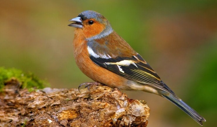 Koppel Europese Vink 2024-2025, Dieren en Toebehoren, Vogels | Overige Vogels, Wildzangvogel