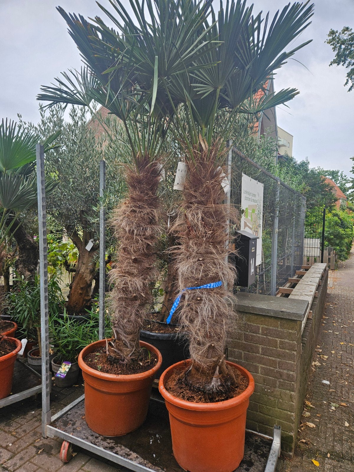 Trachycarpus fortunei & wagnerianus palmen in diverse maten