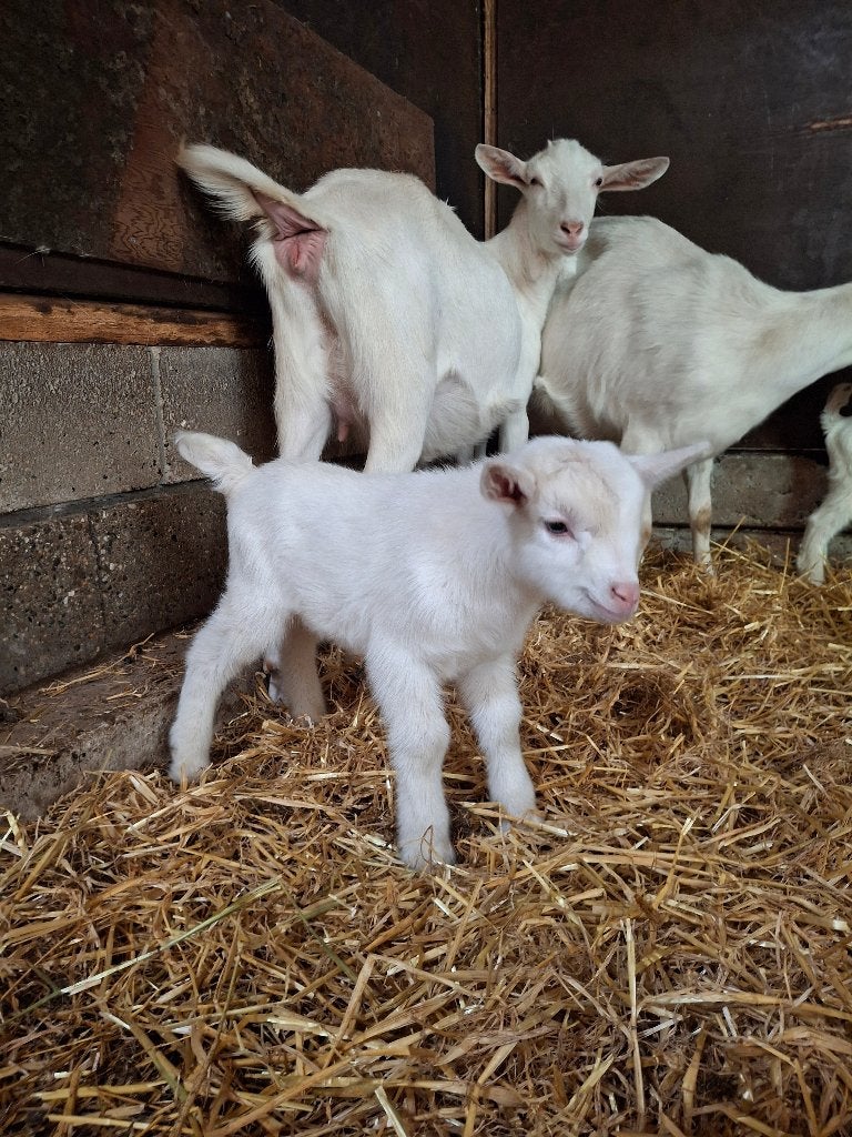 3 lieve, makke bokjes te koop!, Mannelijk, Geit, 0 tot 2 jaar
