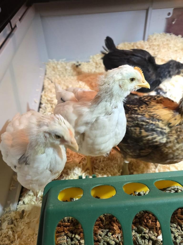 Kuikens - hanen, Dieren en Toebehoren, Pluimvee, Mannelijk, Kip
