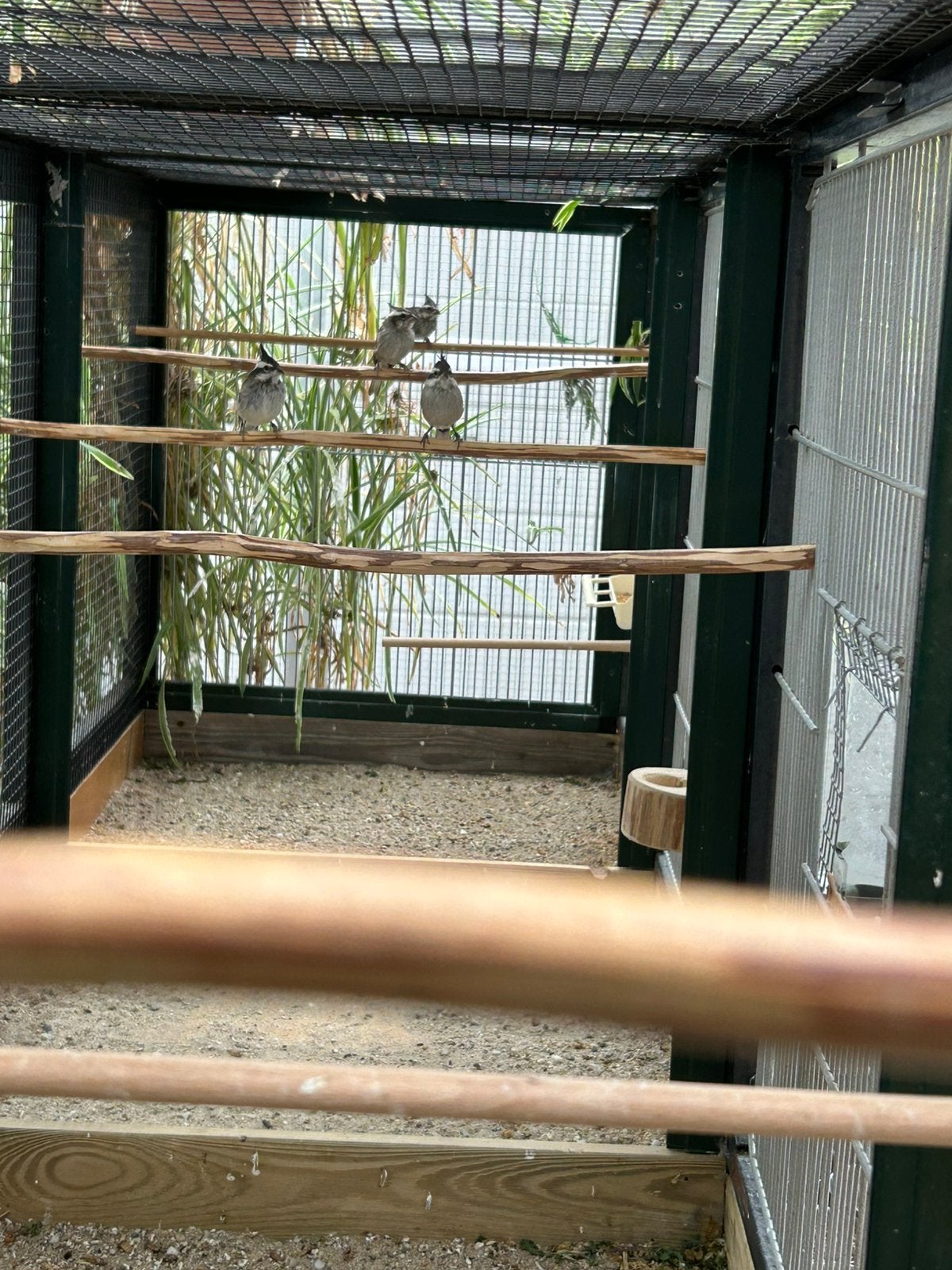 Rode kardinaal man en pop 2026 en bergkardinaal, Dieren en Toebehoren, Meerdere dieren, Geringd