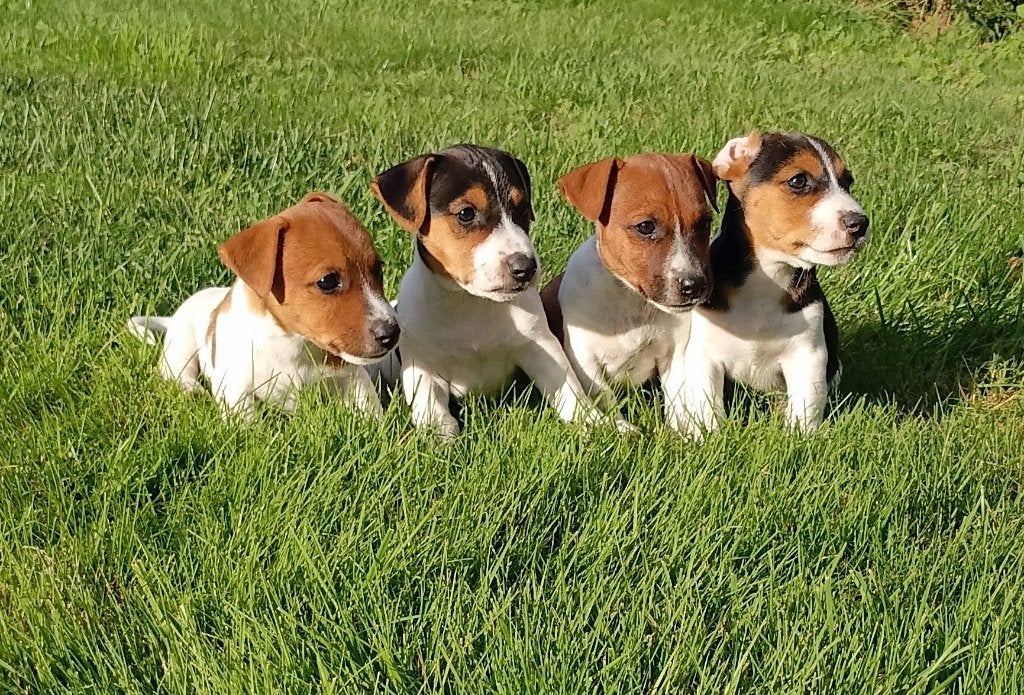 jack russell pups, België, Particulier, Jack Russell Terriër, Reu