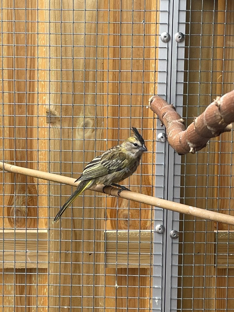Groene Kardinaal jongen, Meerdere dieren, Parkiet, Geringd