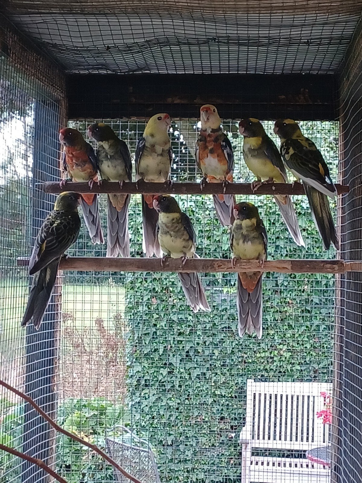 pennant rosella roodbont 2026., Meerdere dieren, Parkiet
