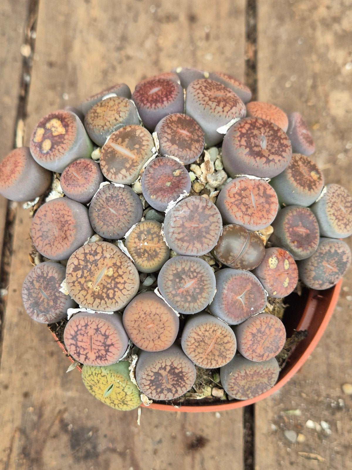 Lithops Levende stenen p8 (7), Huis en Inrichting, Ophalen of Verzenden, Halfschaduw, Minder dan 100 cm