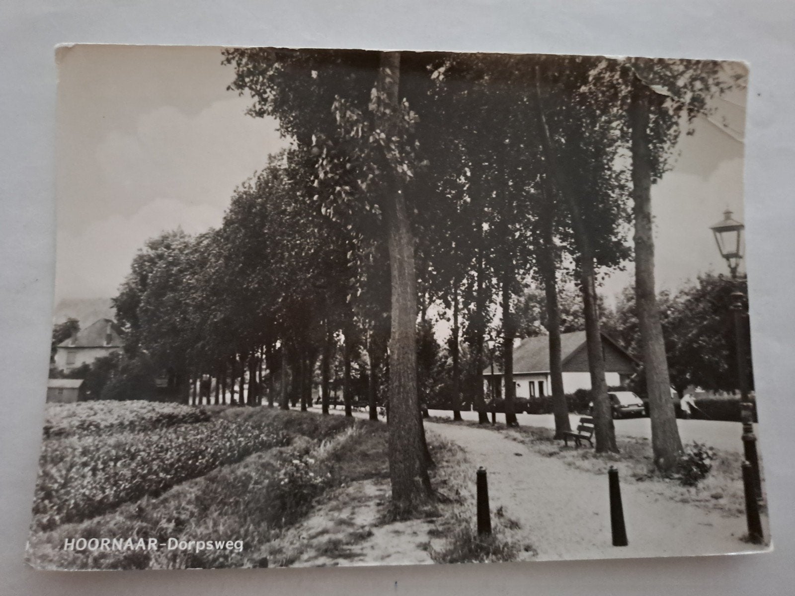 hoornaar, Verzamelen, Ophalen of Verzenden