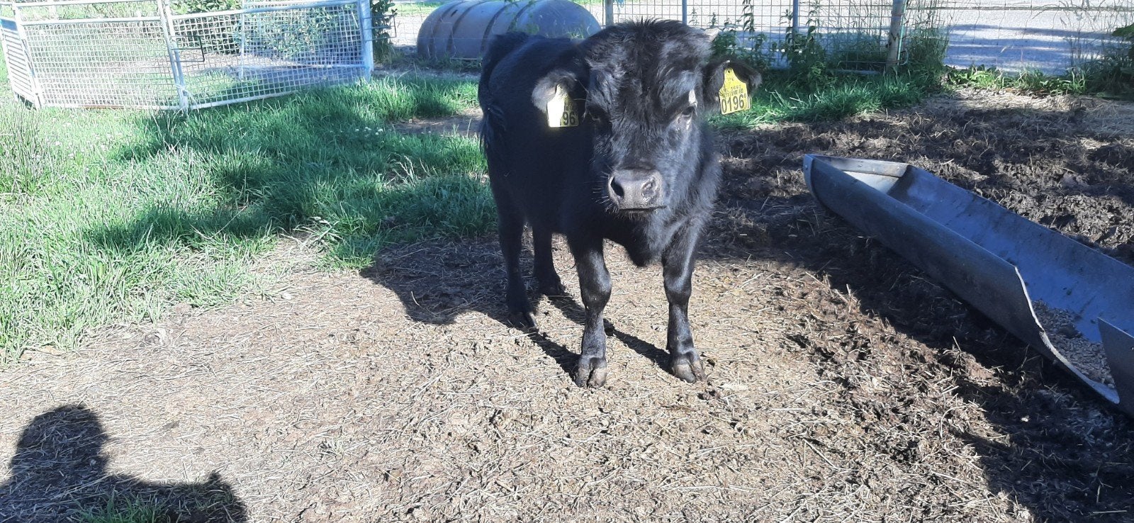 Super mooie mini stier!, Dieren en Toebehoren, Mannelijk, 0 tot 2 jaar
