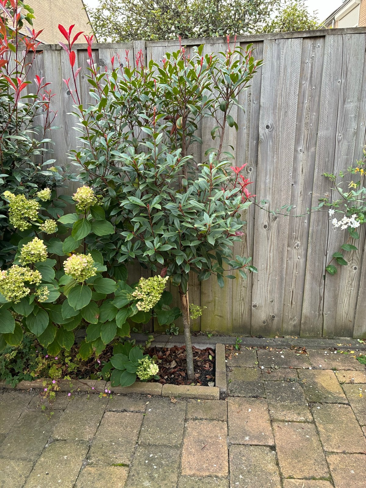 Glansmispel (Photinia Fraseri Red Robin) - Prachtige boom, Overige soorten, Lente, 250 tot 400 cm, Ophalen