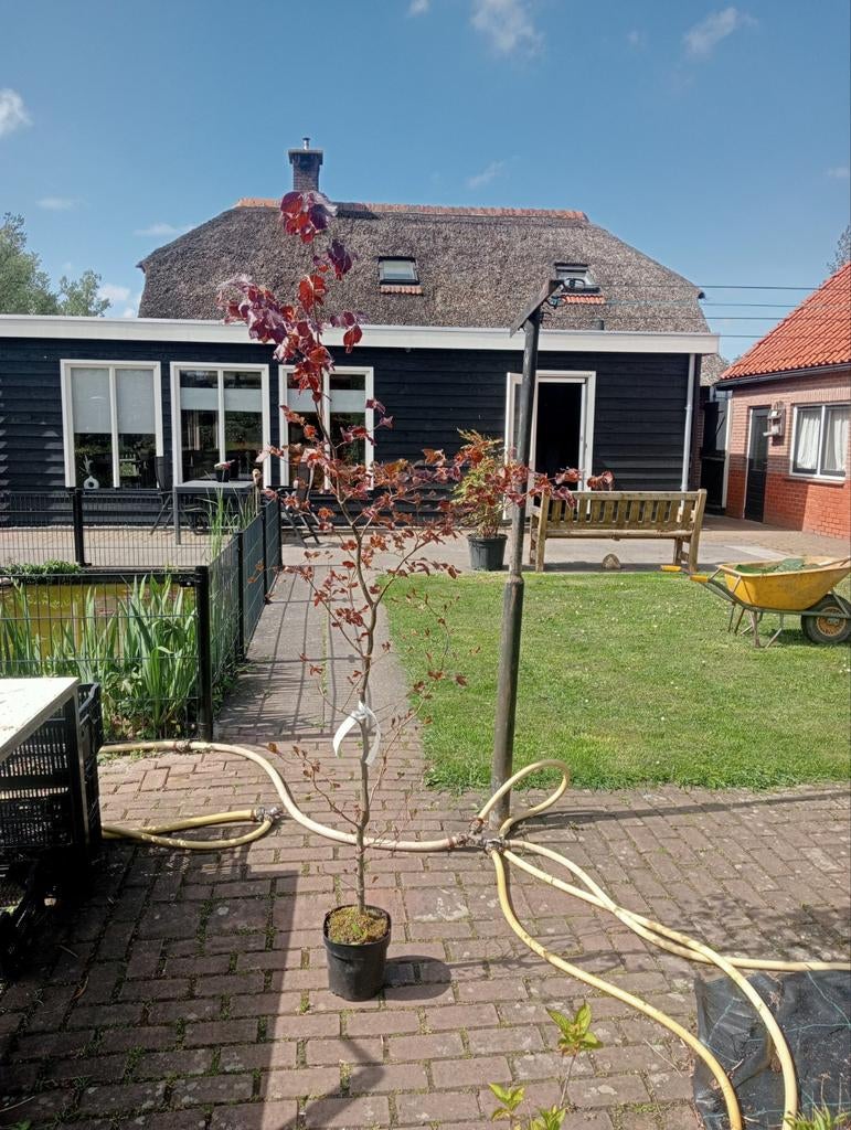 Rode beuken Fagus sylvatica Atropurpurea in pot, Tuin en Terras, Ophalen, Beukenhaag, 100 tot 250 cm
