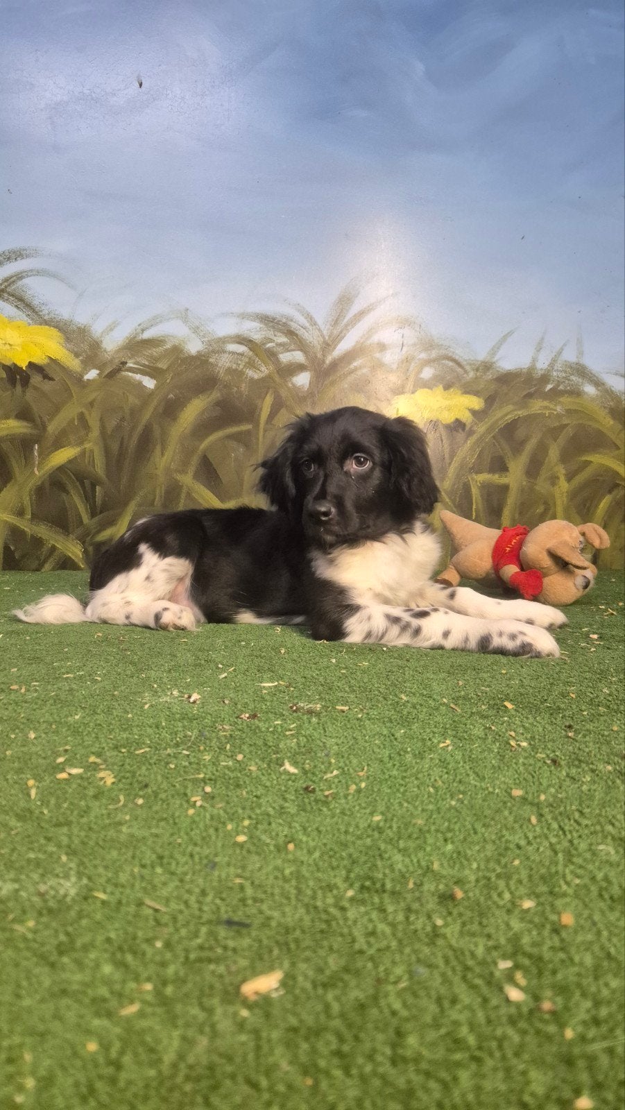 Te koop nog één prachtige Friese stabij pup., HCC (leverziekte), 8 tot 15 weken, Meerdere, Nederland