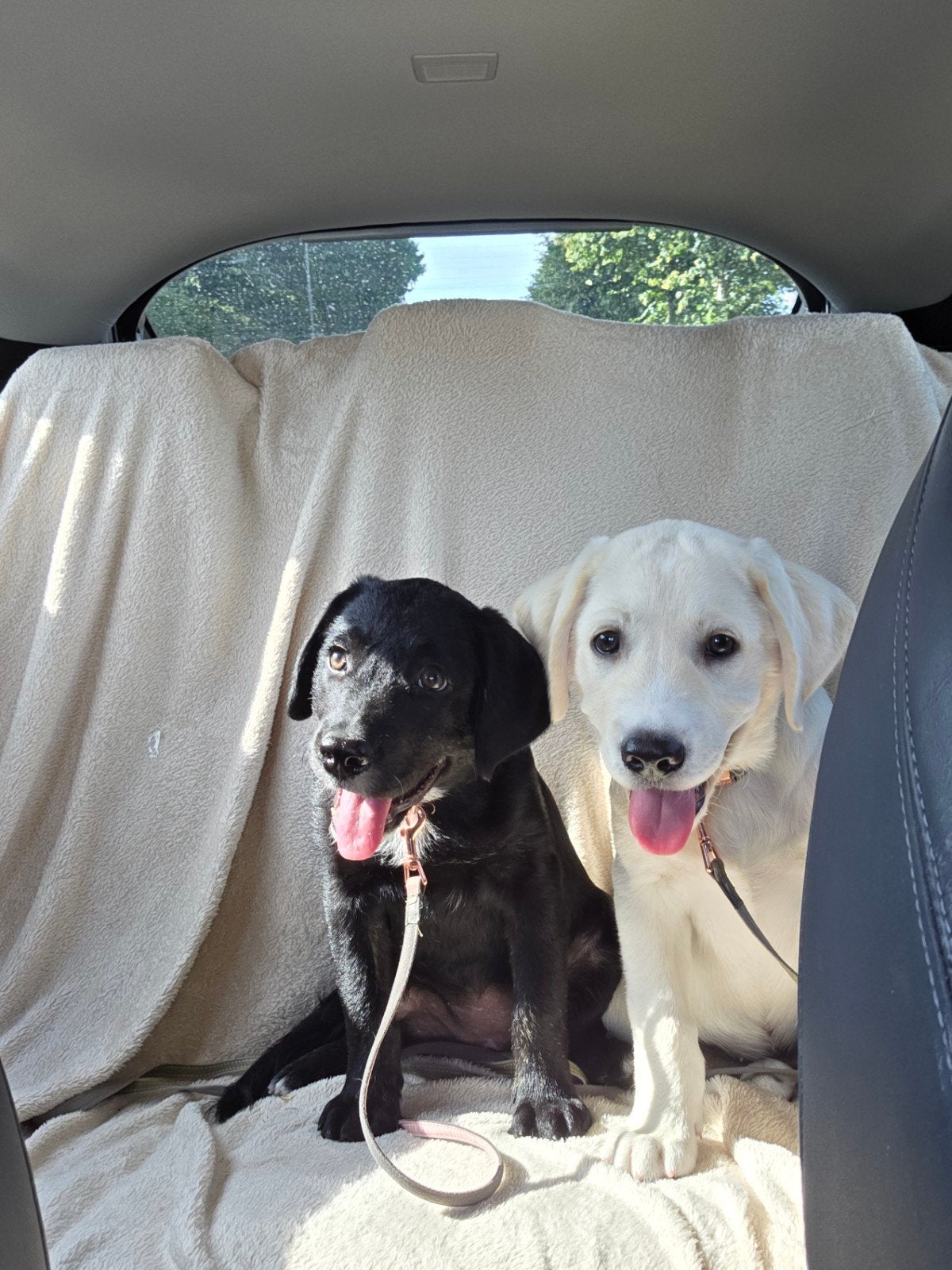 kruising labrador border collie teef ( zwart), 8 tot 15 weken, Teef, Parvo, Eén hond