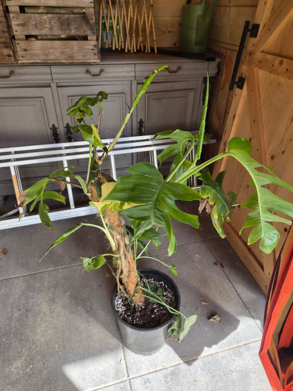 epipremnum pignatum, Ophalen, Halfschaduw, Minder dan 100 cm
