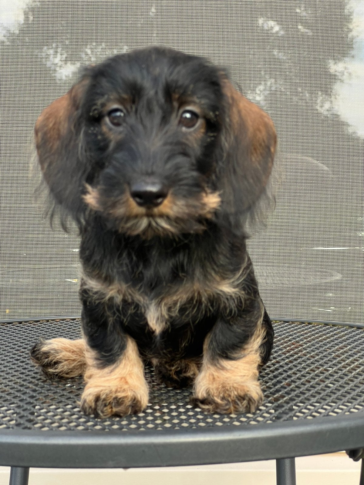 Prachtige Dwerg en Kaninchen ruwhaar teckel pups stamboom, Dieren en Toebehoren, CDV (hondenziekte), 8 tot 15 weken, Dwerg, Meerdere