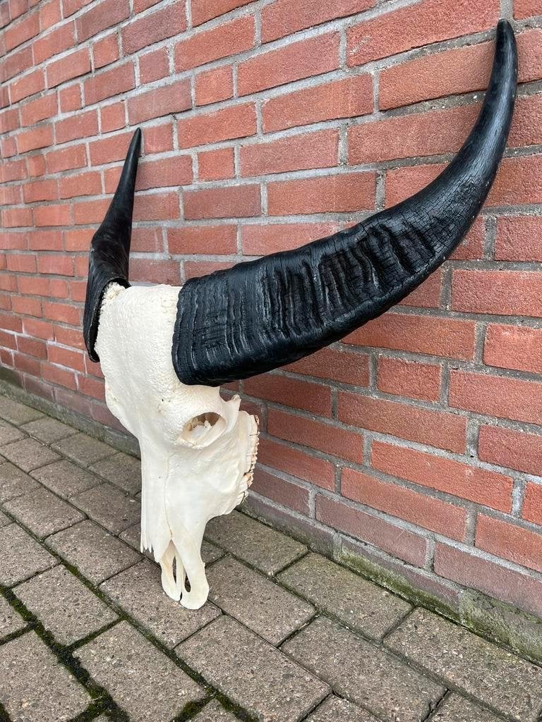 buffelschedel, echte buffel kop, gewei, Groot aanbod, Verzamelen, Dierenverzamelingen, Ophalen of Verzenden, Nieuw, Schedel